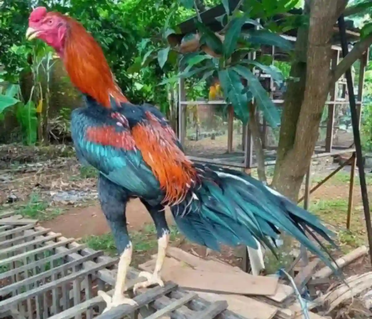 ayam bangkok klasik