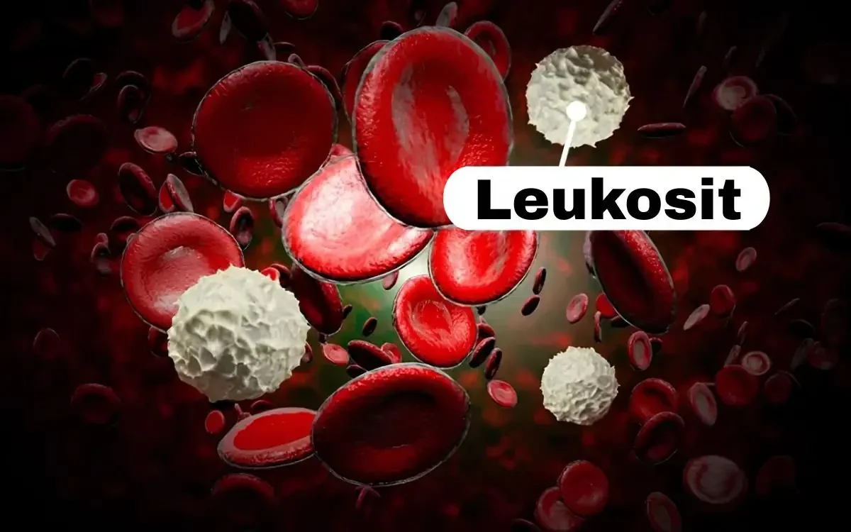 leukosit adalah
