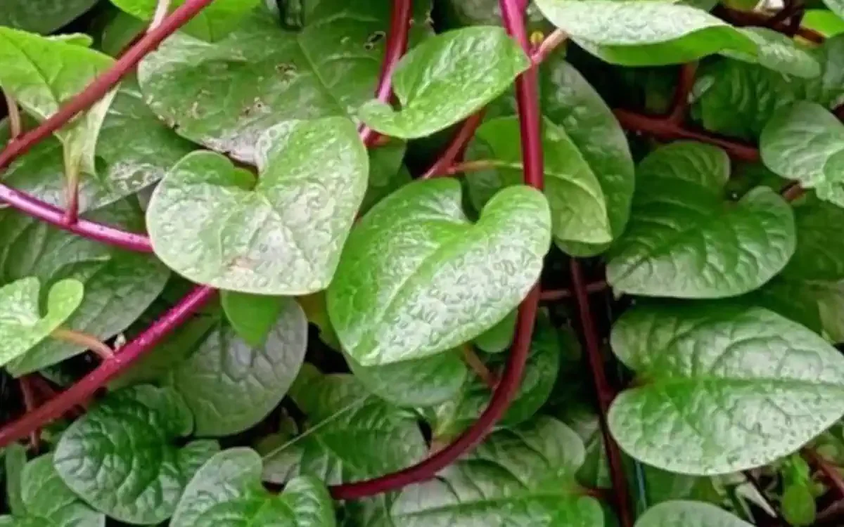 manfaat daun binahong