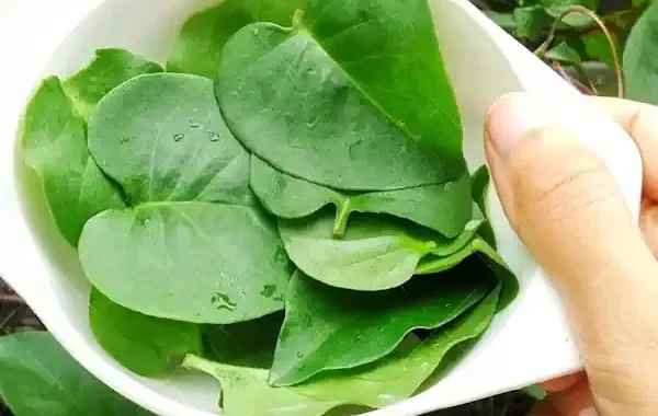 daun binahong