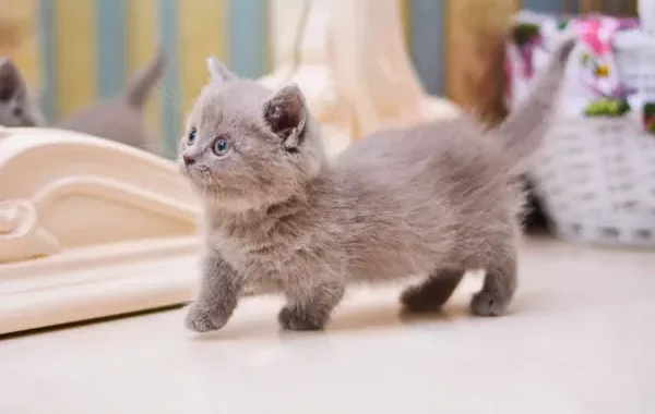 harga kucing kaki pendek