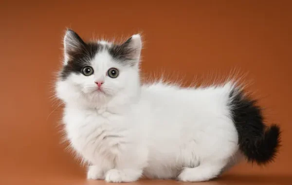 jenis kucing kaki pendek