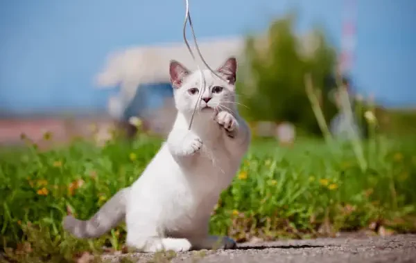 ras kucing kaki pendek
