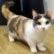 kucing kaki pendek
