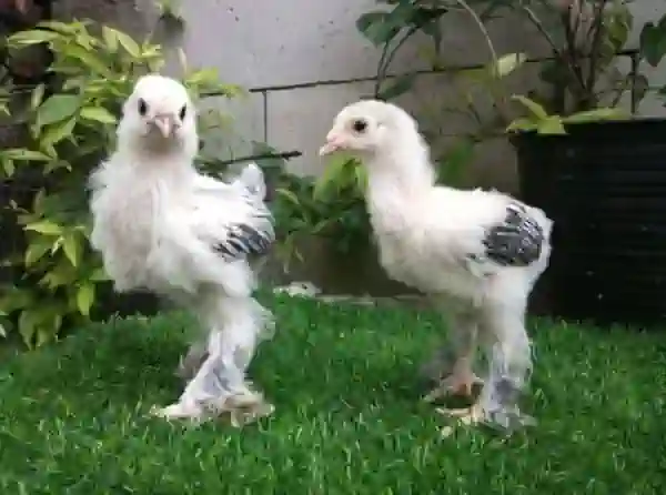 ayam brahma asli