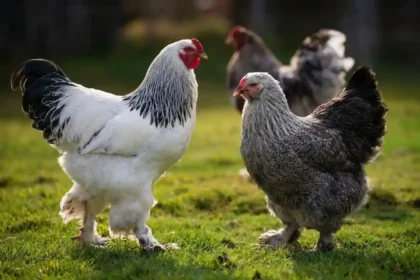 ayam brahma