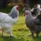 ayam brahma