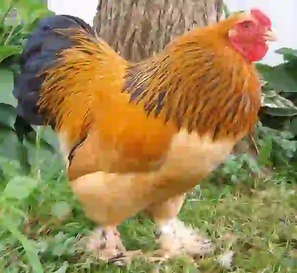 harga ayam brahma