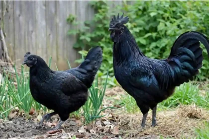 ayam cemani