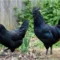 ayam cemani
