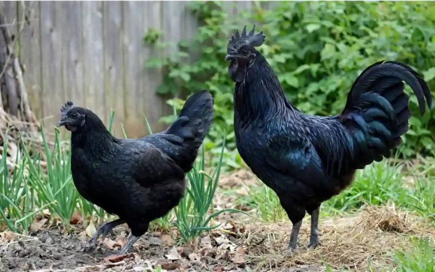 ayam cemani