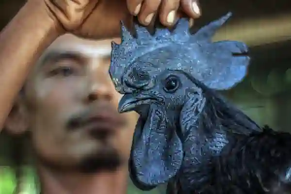 harga ayam cemani