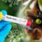 virus nipah