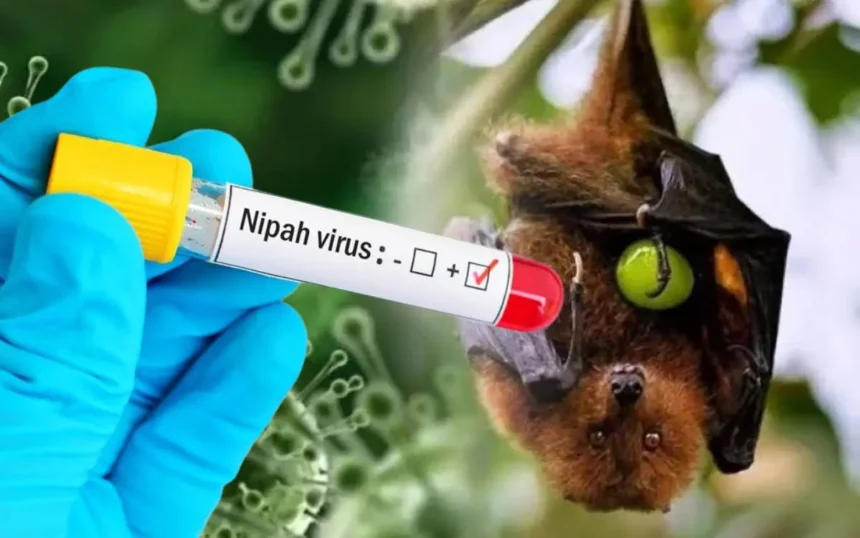 virus nipah